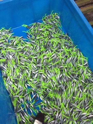 45T Vertikale Fischköder Kunststoff Spritzgießmaschine für die Präzisionsköderproduktion